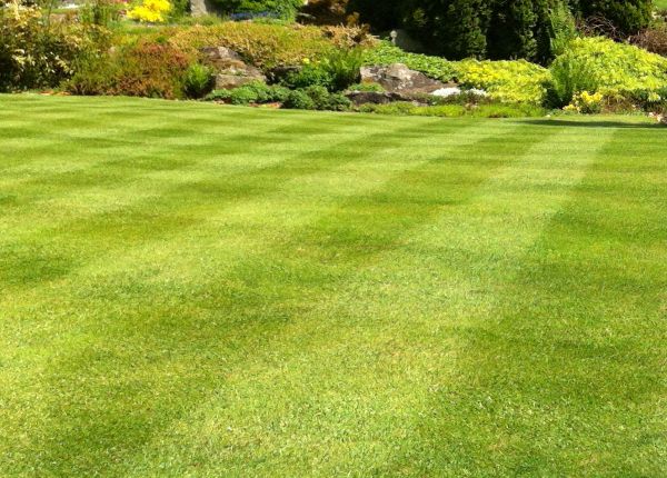 Commercial Grass Cutting in Warrenton