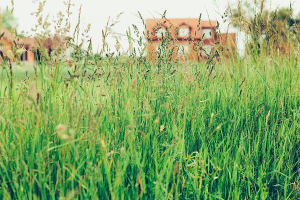 Tall Grass Cutting in Warrenton